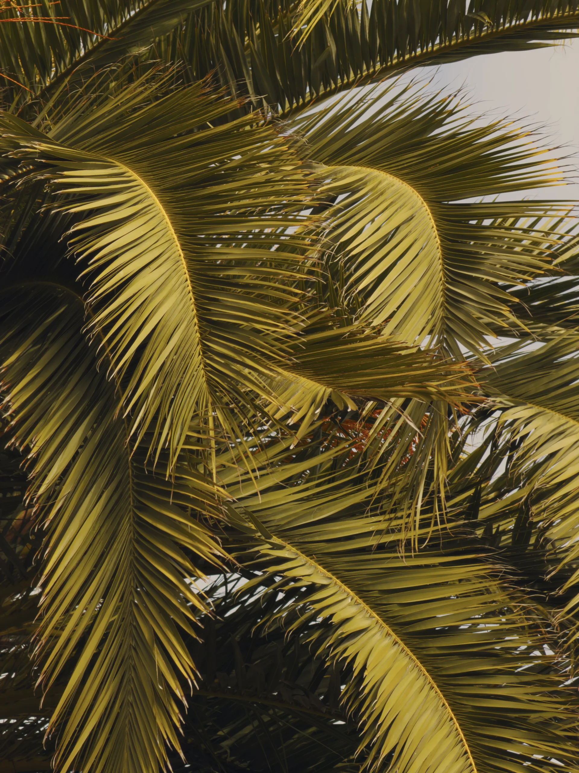 Golden palm fronds crossing the frame in Monterey