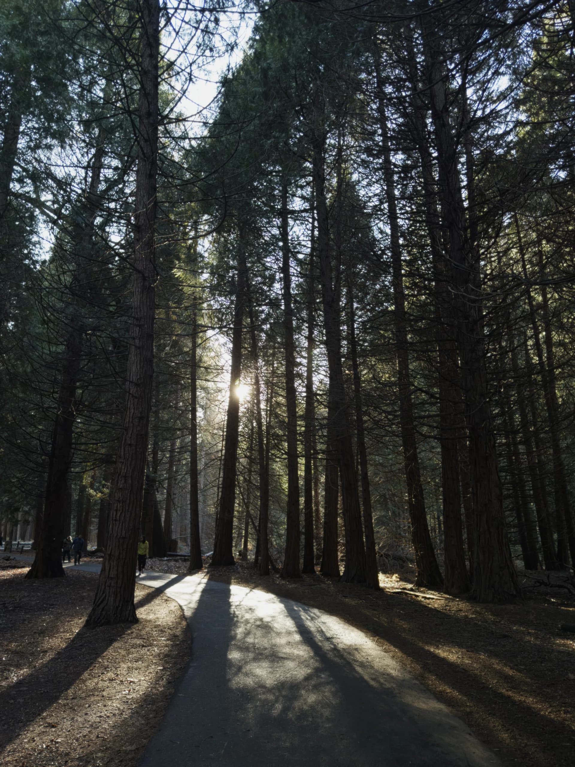 Sunlight cutting through tall pine trees in Yosemite Valley