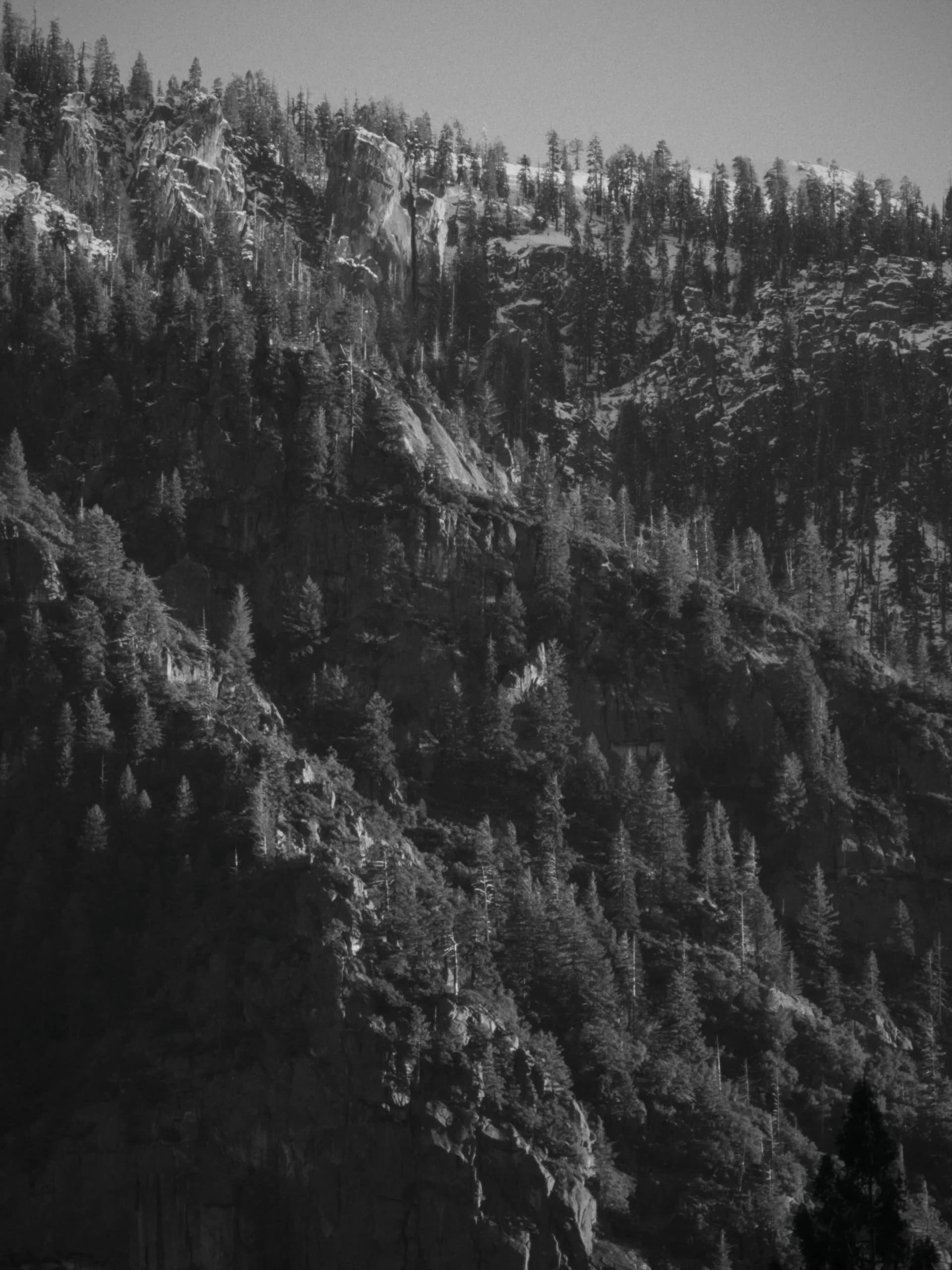 Black and white Yosemite granite rising beyond forest